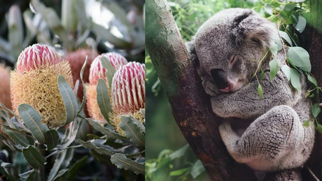 Introducing the Koala Homewares Range